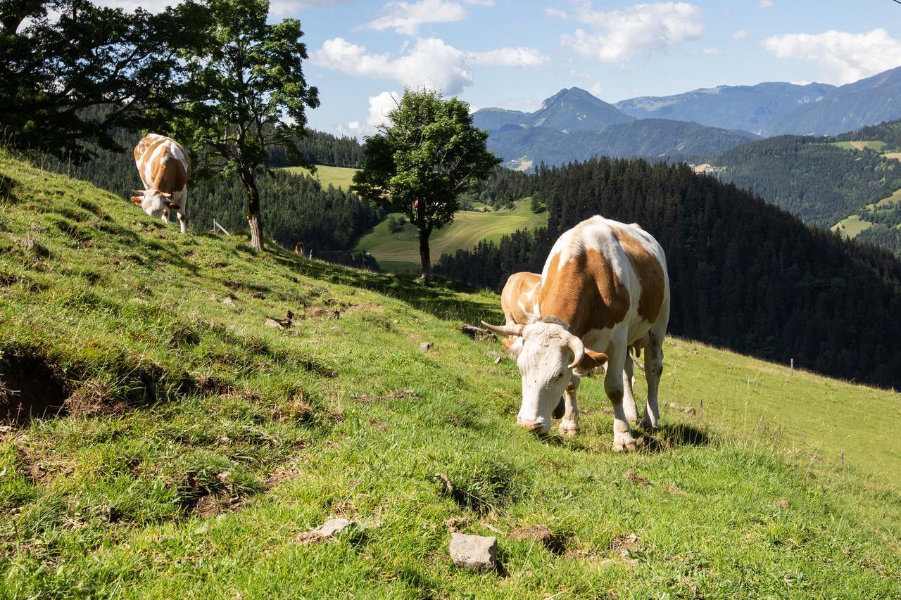 Farmstay&Glamping Visocnik Ljubno Ngoại thất bức ảnh